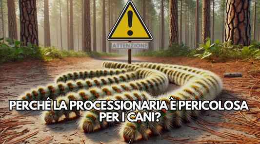 Processionaria che cammina in fila pericolo per i cani