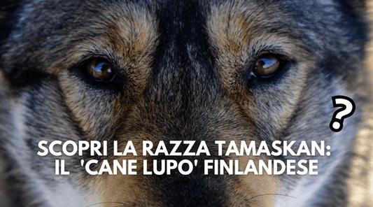 Razza Tamaskan: Carattere, Allevamento e Cura del 'Cane Lupo' finlandese - FOURZAMPE