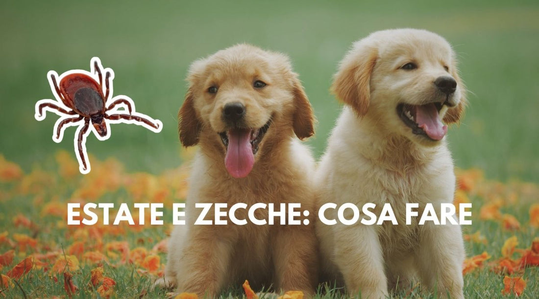 Arrivo del Caldo e Zecche: Come Proteggere il tuo Cane o Gatto da Pulci e Zecche in Estate. - FOURZAMPE