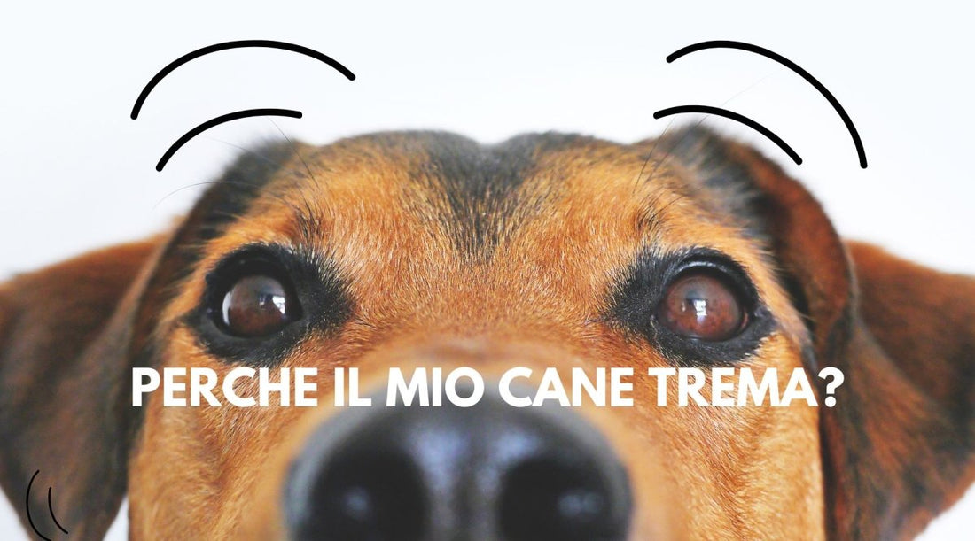 Perché Il Mio Cane Trema? - FOURZAMPE