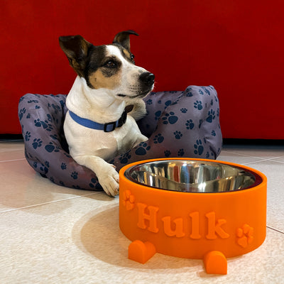 Cane che guarda una ciotola personalizzata con il suo nome di Fourzampe