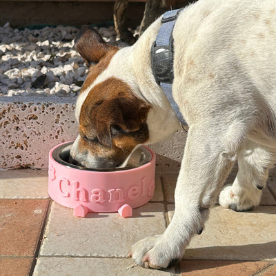 Cane che mangia da una ciotola con nome personalizzata per cani